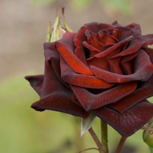 Black Magic Roses