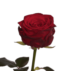 12 τριαντάφυλλα Red Naomi extra