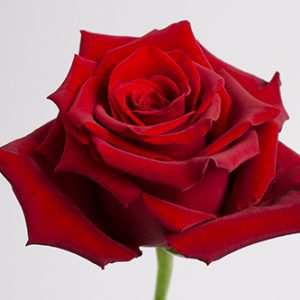 Explorer Red Rose